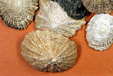 Fuerteventura - Napfschnecken